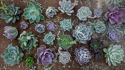 Espoma Organic Cactus! Plant Food, Natural & Organic Fertilizer for All Cactus, Succulents, Palm, and Citrus Both Indoors and Outdoors, 8 oz, Pack of 4