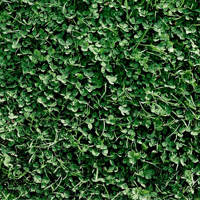Miniature Clover Seeds - 1 Oz Packet ~25,000 Seeds - Small Leaf White Clover - Low Growing Nitrogen Fixing Lawn Clover & Cover Crop - Non-GMO, Perennial