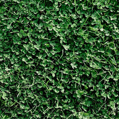 Miniature Clover Seeds – 1 lb (~400,000 Seeds) – Small Leaf White Clover – Low-Growing, Non-GMO Perennial Cover Crop & Lawn Alternative -Fixing Ground Cover