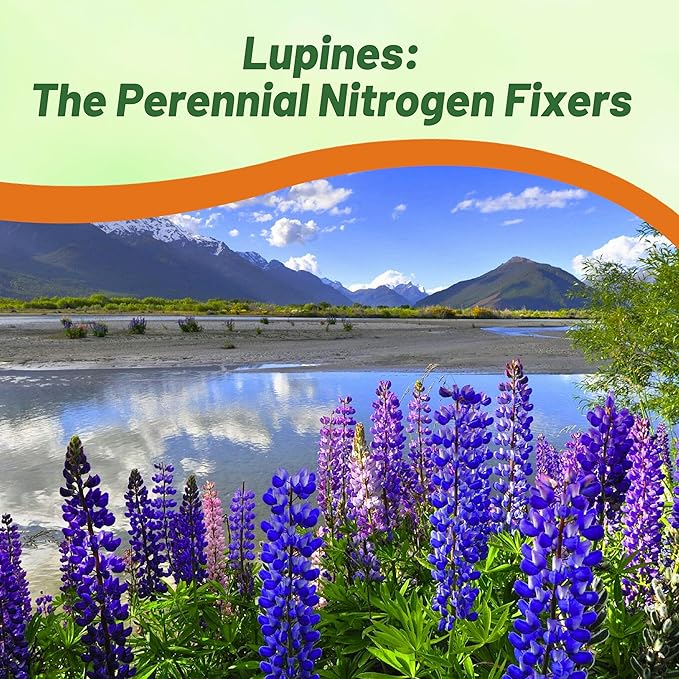 Outsidepride Wild Blue Perennial Lupine Seeds - 500 Pcs. Self-Sowing, Cold Hardy & Frost Tolerant Wildflower Seeds for Fall Planting, Ideal for Attracting Pollinators & Hummingbirds