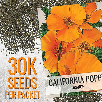 Seed Needs California Poppy Orange Flowering Wildflower Seeds | 2 Ounce 30,000+ Heirloom Seeds Eschscholzia Californica Native Open Pollinated | Flowering Seed Produces 3" Orange Blooms | Bulk