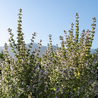 Plant Good Seed Organic Clary Sage Seeds for Planting: Herb for Cosmetics, Fragrant Purple Flowers - 50 Seed Packet