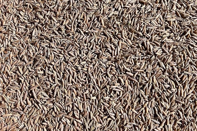 Plant Good Seed Organic Sweethearts Finnish Rye - Pack of 200 Heirloom Seeds for Planting Vegetables - Gardening Supplies, Grain Sprouting Seeds - Non-GMO, Open Pollinated, from USA
