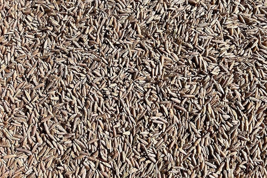 Plant Good Seed Organic Sweethearts Finnish Rye - Pack of 200 Heirloom Seeds for Planting Vegetables - Gardening Supplies, Grain Sprouting Seeds - Non-GMO, Open Pollinated, from USA