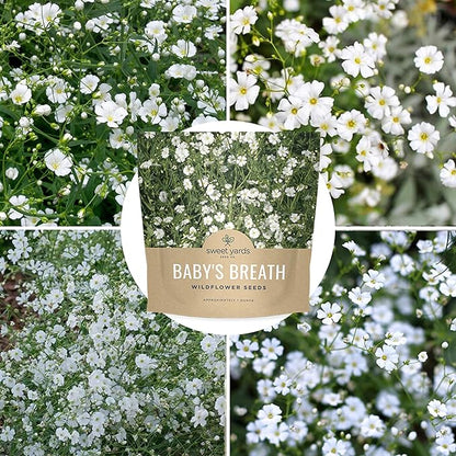 Showy Baby's Breath Seeds – Bulk Quarter Pound Bag – Over 80,000 Open Pollinated Non-GMO Wildflower Seeds – Gypsophila elegans – Quick Blooming White Flowers