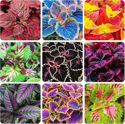 Rainbow Coleus Seeds for Planting 120PCS– Bright Multicolor Leaf Plant for Home & Garden Decoration | Fast Growing Shade Plant | Unique Gift for Garden Lovers & Holiday Present | Easy Germination