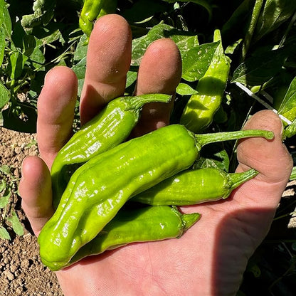 Plant Good Seed Organic Shishito Pepper Seeds - Pack of 30, Heirloom Seeds for Planting Vegetables - Gardening Supplies, Fruit, Chili, Vegetable Garden - Non-GMO, Open Pollinated, from USA