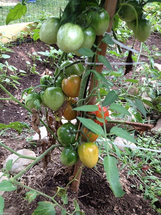 Campari Tomato Seeds,Very Juicy,High Sugar Level,Low Acidity,Lack of Mealiness !(100 Seeds)