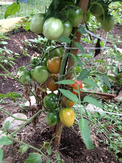 Campari Tomato Seeds,Very Juicy,High Sugar Level,Low Acidity,Lack of Mealiness !(100 Seeds)