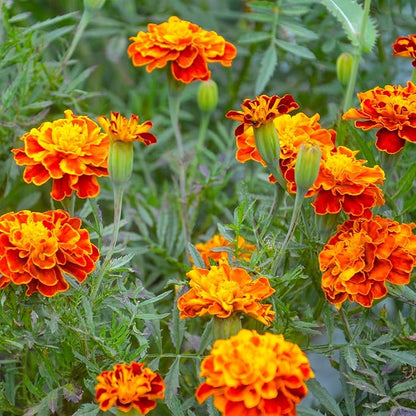 The Old Farmer's Almanac Petite Mixture Marigold Seeds - Premium Non-GMO, Open Pollinated, USA Origin (5 Packets, 5 Grams, Approx 1000 Seeds)
