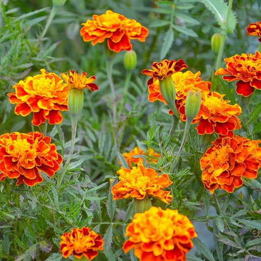 The Old Farmer's Almanac Petite Mixture Marigold Seeds - Premium Non-GMO, Open Pollinated, USA Origin (5 Packets, 5 Grams, Approx 1000 Seeds)