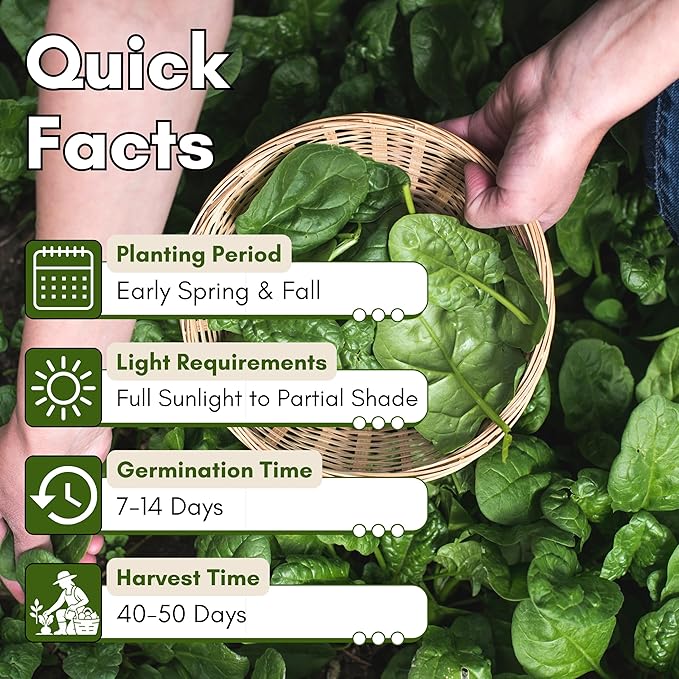 Bloomsdale Long Standing Spinach Seeds for Planting – Heirloom Spinach Seeds for Home Gardens, Tender Baby Spinach Leaves, Cold Hardy Variety for Spring & Fall Growing | Woods Creek Seeds