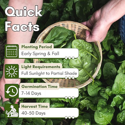 Bloomsdale Long Standing Spinach Seeds for Planting – Heirloom Spinach Seeds for Home Gardens, Tender Baby Spinach Leaves, Cold Hardy Variety for Spring & Fall Growing | Woods Creek Seeds