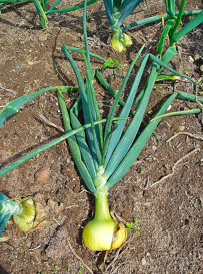 TomorrowSeeds - Texas 1015Y SuperSweet Onion Seeds - 200+ Count - for 2026 Planting Official Texas State Vegetable Granex Sweet Candy Short Day Garden Heirloom Onions Grow Your Own Home Farm Patio