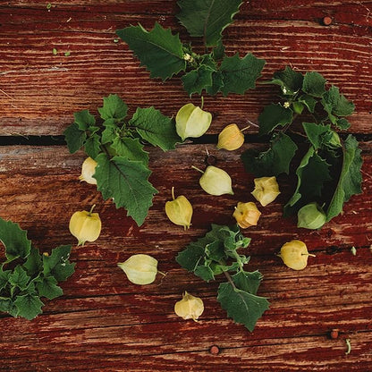 Aunt Molly's Ground Cherry - 50 Seeds - Heirloom & Open-Pollinated Variety, Non-GMO Ground Cherry Seeds for Planting in The Home Garden, Thresh Seed Company