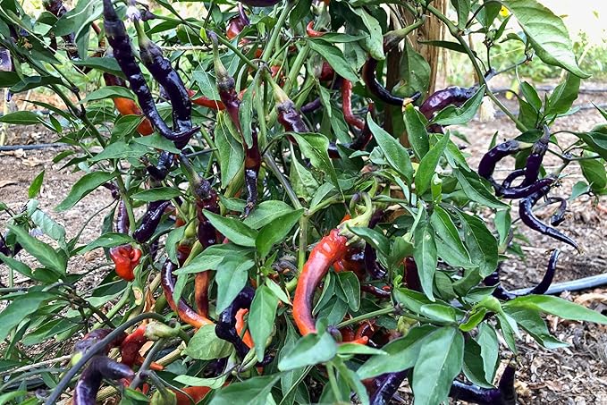 Plant Good Seed Organic Buena Mulata Pepper Seeds for Planting: Heirloom Cayenne Chili, Rainbow Fruits - 25 Seed Packet