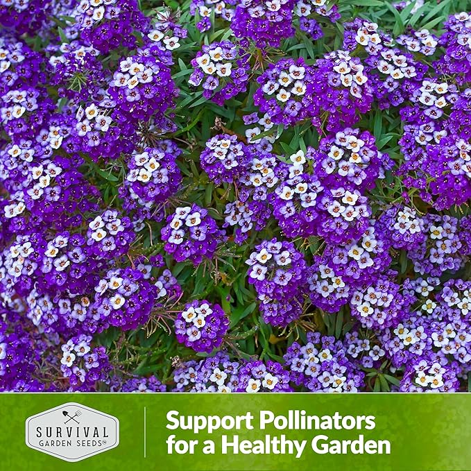 Alyssum Seeds for Planting - Sweet Royal Carpet Purple Alyssum - Fragrant Perennial Flower & Ground Cover - Heirloom Non-GMO - Survival Garden Seeds (2 Packs)
