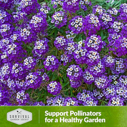 Alyssum Seeds for Planting - Sweet Royal Carpet Purple Alyssum - Fragrant Perennial Flower & Ground Cover - Heirloom Non-GMO - Survival Garden Seeds (3 Packs)