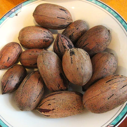TomorrowSeeds - Pecan Tree Seeds - 6+ Count - For 2026 Planting Carya Illinoensis Illinois Nut Pecans Buttery Edible Texas American Hickory Native Perennial Trees Grow Your Own Home Farm Patio Healthy