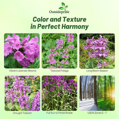 Outsidepride Stachys Macrantha Lamb's Ear Seeds - 100 Pcs Perennial Flower Seeds for Planting Velvet-Textured Bright Green Foliage & Vibrant Blooms for Ground Cover & Pollinator Gardens