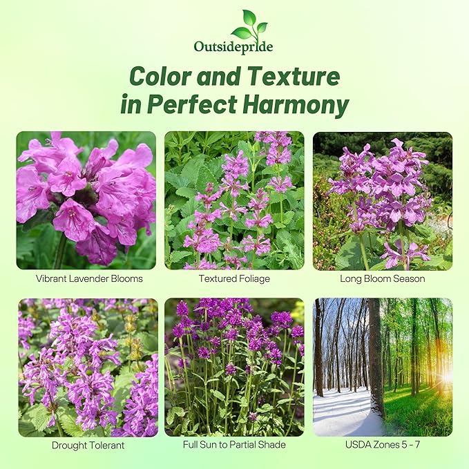 Outsidepride Stachys Macrantha Lamb's Ear Seeds - 50 Pcs Perennial Flower Seeds for Planting Velvet-Textured Bright Green Foliage & Vibrant Blooms for Ground Cover & Pollinator Gardens