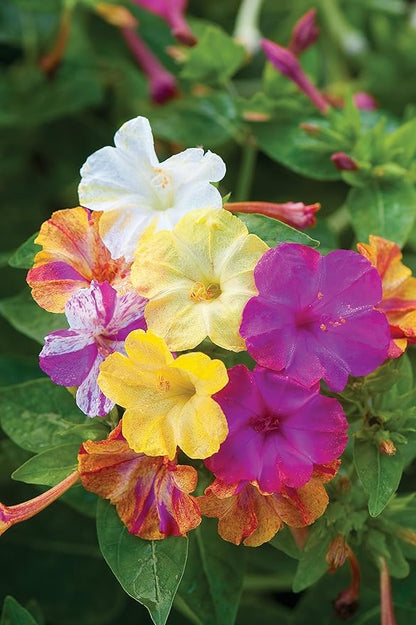 Burpee Marbles Mix Four O'Clock Seeds 35 Seeds (Pack of 2)