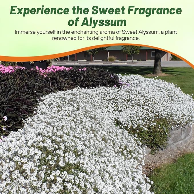 Outsidepride Perennial Sweet Alyssum Seeds - 5,000 Pieces White Lobularia Maritima Seeds for Ground Cover, Pollinator-Friendly Gardens, Drought-Tolerant Landscaping, Easy-to-Grow in USDA Zones 7-9