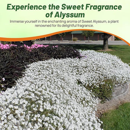 Outsidepride Perennial Sweet Alyssum Seeds - 1 lb. White Lobularia Maritima Seeds for Ground Cover, Pollinator-Friendly Gardens, Drought-Tolerant Landscaping, Easy-to-Grow in USDA Zones 7-9