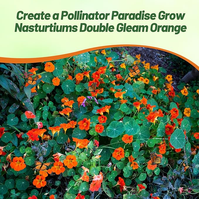 Outsidepride Double Gleam Orange Nasturtium Seeds - 200 Pcs Annual, Easy to Grow & Versatile, Flower Seeds for Planting Vibrant Blooms, Ideal for Gardens, Borders, and Pollinator Gardens