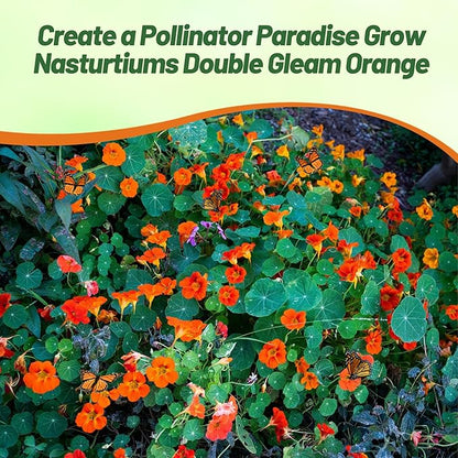 Outsidepride Double Gleam Orange Nasturtium Seeds - 400 Pcs Annual, Easy to Grow & Versatile, Flower Seeds for Planting Vibrant Blooms, Ideal for Gardens, Borders, and Pollinator Gardens