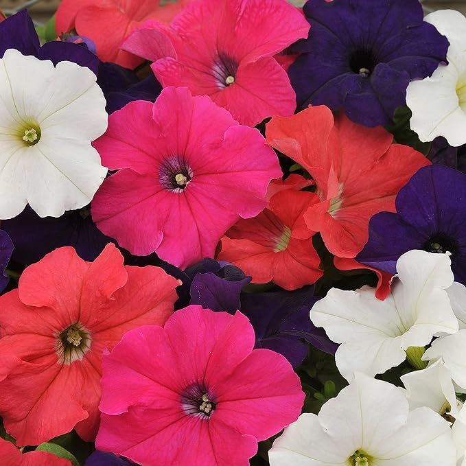 Outsidepride Hybrida Mix Petunia Seeds - 5000 Pcs. Annual, Compact & Versatile Flower Seeds for Planting Low Growing Vibrant Blooms, Ideal for Garden Beds, Hanging Baskets & Container Displays