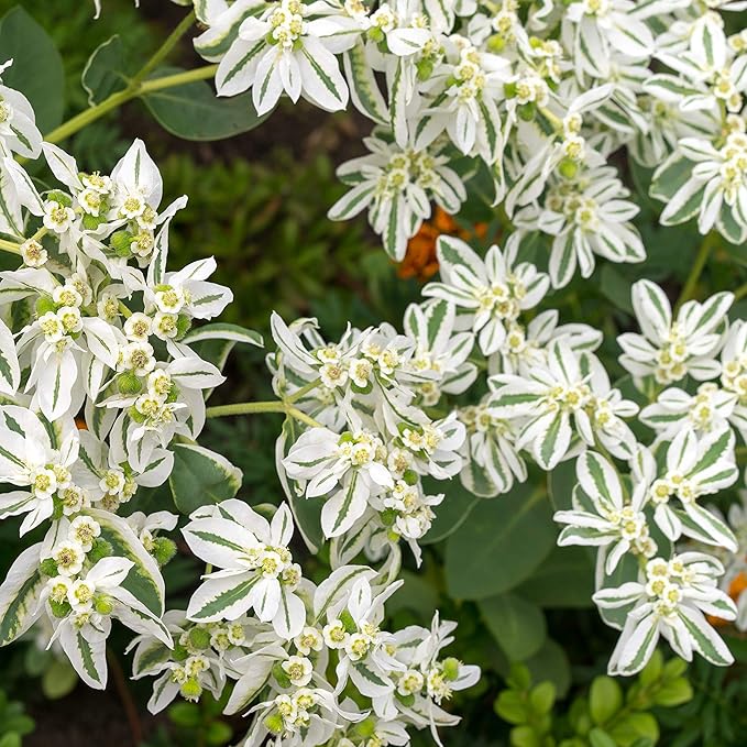 Outsidepride Snow On The Mountain Euphorbia Seeds for Planting - 1000 Pcs Annual, Easy to Grow, Drought-Tolerant Flower Seeds with White & Green Bracts for Floral Arrangements & Bouquets