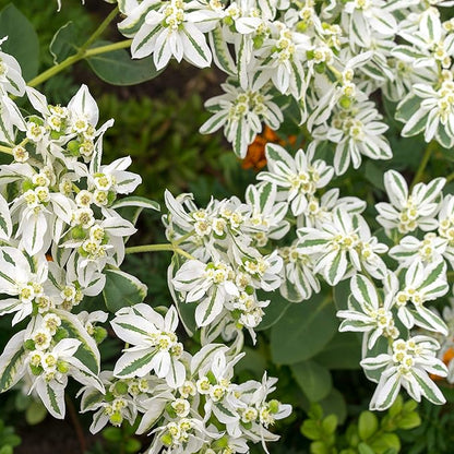 Outsidepride Snow On The Mountain Euphorbia Seeds for Planting - 1000 Pcs Annual, Easy to Grow, Drought-Tolerant Flower Seeds with White & Green Bracts for Floral Arrangements & Bouquets
