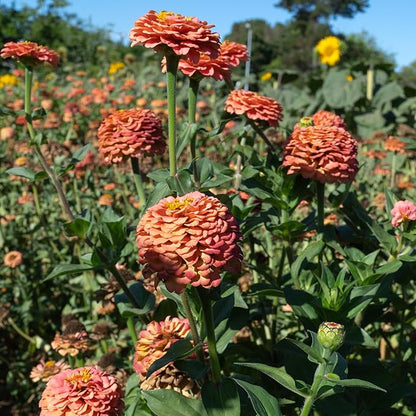 Plant Good Seed Organic Oklahoma Salmon Zinnia Seeds for Planting: Medium Double/Semidouble Flowers, Pink Orange Blossoms - 100 Seed Packet