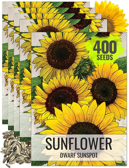 Seed Needs Sunflower Seeds for Planting Dwarf Sunspot Sunflowers - Heirloom & Open Pollinated Annual Cut Flower Seed to Plant 2 Foot Tall Sun Flowers (5 Packs)