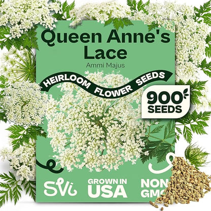 SVI 900 Queen Anne's Lace Seeds for Planting, Bishop's Flower Seed Packets (Ammi majus) - Bullwort, Laceflower, Heirloom & Organic Wildflower, False Annes Lace - Wild Flower Seeds to Plant Outside