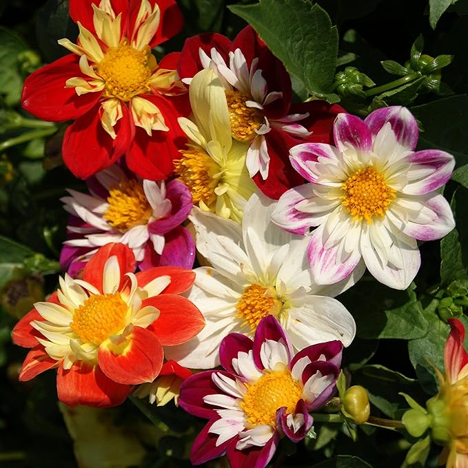 Outsidepride Dandy Mixed Dahlia Seeds for Planting - 500 Pcs Annual, Easy to Grow, Season-Long Flower Seeds with Colorful Blooms for Containers, Pots, Borders, & Gardens, Suitable as Cut Flower