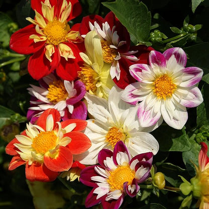 Outsidepride Dandy Mixed Dahlia Seeds for Planting - 500 Pcs Annual, Easy to Grow, Season-Long Flower Seeds with Colorful Blooms for Containers, Pots, Borders, & Gardens, Suitable as Cut Flower