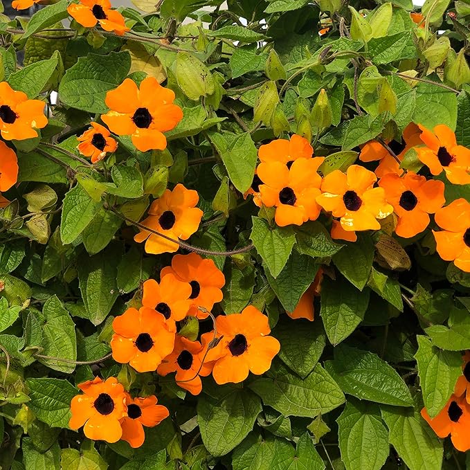 Outsidepride Sunrise Orange Thunbergia Black Eyed Susan Seeds - 200 Pcs Annual, Climbing Vine Flower Seeds for Planting Orange Blooms for Low Maintenance Gardens, Containers, Trellis & Fences