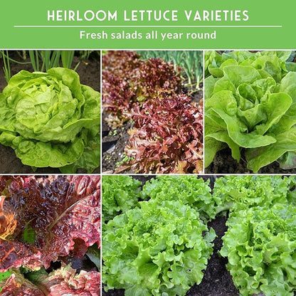 Lettuce Seeds for Planting | 10 Heirloom Lettuces – Buttercrunch, Romaine, Iceberg, Oakleaf, Simpson, Salad Bowl, Lolla Rossa & More | Survival Garden Seeds