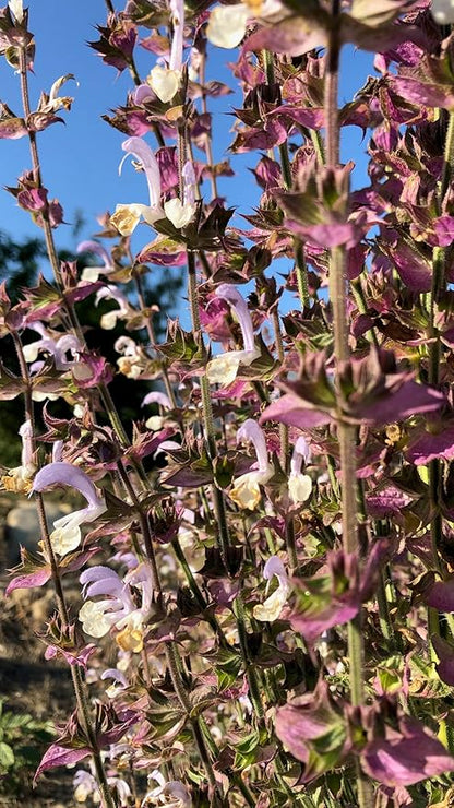 Plant Good Seed Organic Clary Sage Seeds for Planting: Herb for Cosmetics, Fragrant Purple Flowers - 50 Seed Packet