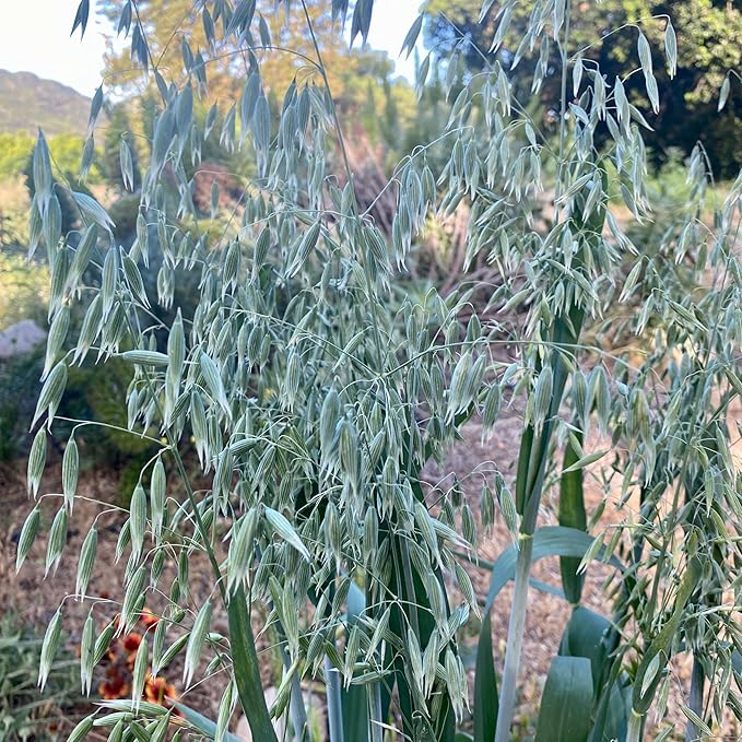 All Good Things Organic Common Oat Seeds for Planting: Cover Crop, Whole Hull Grains - 275 Seed Packet