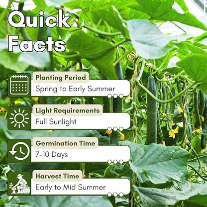 Beit Alpha Persian Cucumber Seeds for Planting - Heirloom, Non-GMO Cucumbers with Mild Flavor & Thin Skin – Fresh Eating Garden Seeds | Woods Creek Seeds
