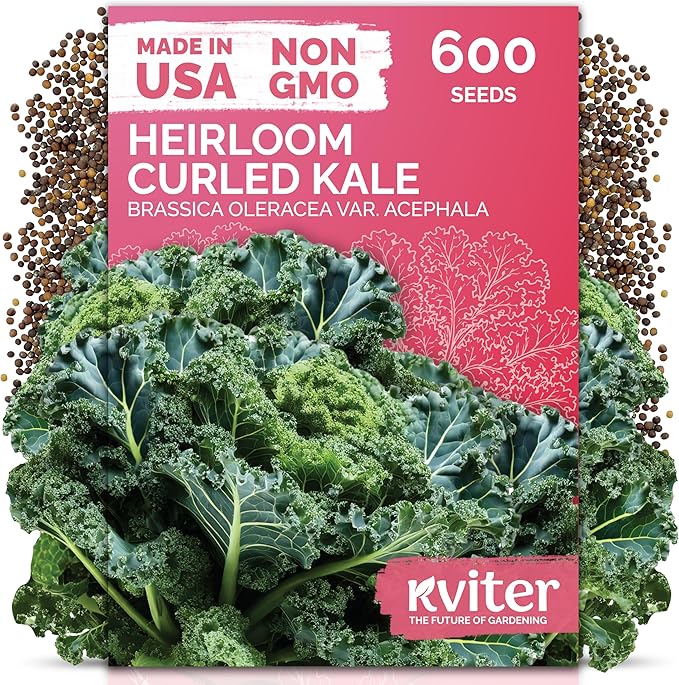 KVITER 600 Vates Blue Scotch Curly Kale Seeds (Brassica oleracea) – Curled Green Kale Seed Packets Heirloom Seed Outdoor & Indoor Home Garden – Cold Hardy Dwarf Vegetable Seeds for Planting