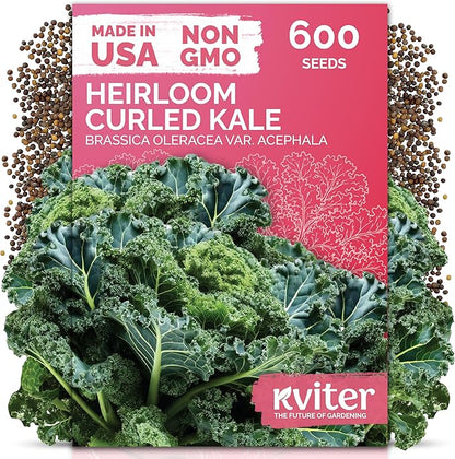 KVITER 600 Vates Blue Scotch Curly Kale Seeds (Brassica oleracea) – Curled Green Kale Seed Packets Heirloom Seed Outdoor & Indoor Home Garden – Cold Hardy Dwarf Vegetable Seeds for Planting