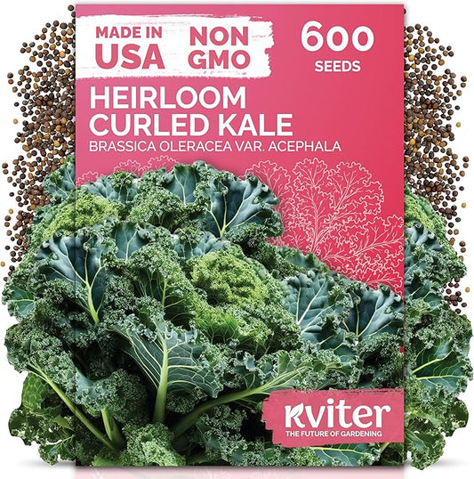 KVITER 600 Vates Blue Scotch Curly Kale Seeds (Brassica oleracea) – Curled Green Kale Seed Packets Heirloom Seed Outdoor & Indoor Home Garden – Cold Hardy Dwarf Vegetable Seeds for Planting