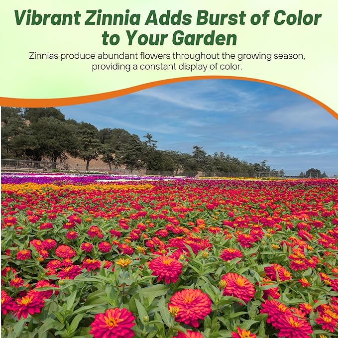 Outsidepride Zinnia Seeds – 50pcs Annual Zinnia Hybrida Profusion Double Hot Cherry Seeds for Planting Outdoors, Ideal for Garden Beds, Pollinator & Cut Flower Gardens, Low Maintenance (AAS Winner)