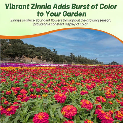 Outsidepride Zinnia Seeds – 50pcs Annual Zinnia Hybrida Profusion Double Hot Cherry Seeds for Planting Outdoors, Ideal for Garden Beds, Pollinator & Cut Flower Gardens, Low Maintenance (AAS Winner)