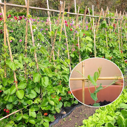 Plant Stakes,4FT Longer Sturdy Natural Bamboo Garden Stakes,GAGINANG 25Pcs Bamboo Sticks Trellis Support for Tomato, Vegetables Beans Trees Climbing Plants
