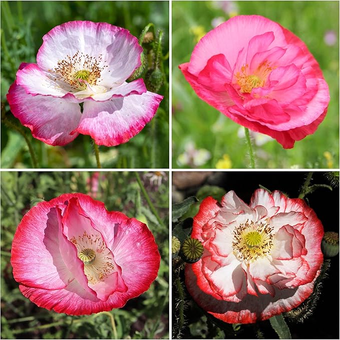 Seed Needs Shirley Mixed Poppy Seeds for Planting Double Mixture | 100,000+ Heirloom Seeds Papaver Rhoeas Open Pollinated | Bulk Package Double Mixture Blend Annual Flowering Seed